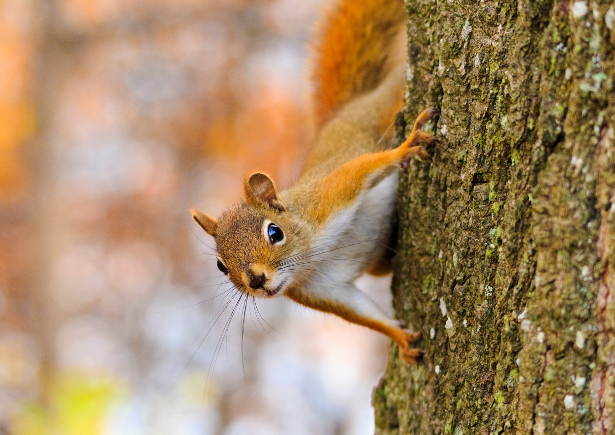 bos lunteren eekhoorn